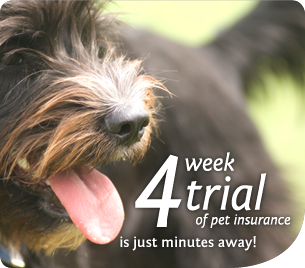 Free 4 week trial of Pet Insurance