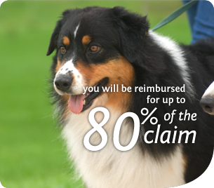 Pet Insurance- 80% reimbursement on your pet insurance claim