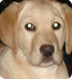 Shelby - a pet insurance testimonial